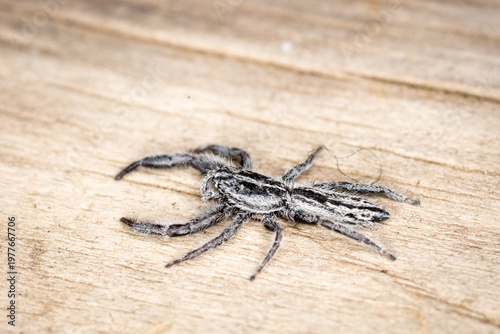 фотографія Close up of Holoplatys apressus, which is a species of jumping spider endemic to