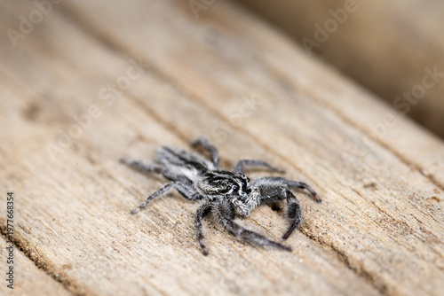 Принти на полотні Close up of Holoplatys apressus, which is a species of jumping spider endemic to