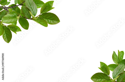 Green twigs with fresh leaves of cotoneaster in corner arrangements isolated on white or transparent background.