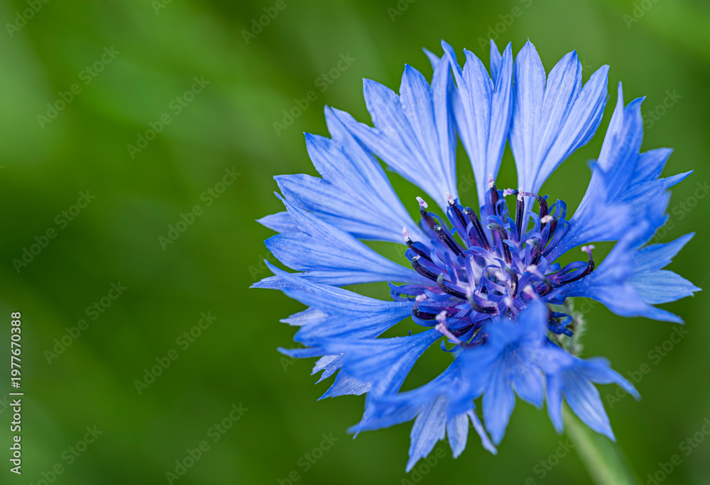 Fototapeta premium Chaber bławatek - Centaurea cyanus