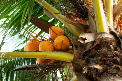 Fotografie High-resolution close-up photo of a coconut tree (Cocos nucifera)