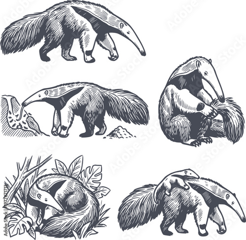 giant anteater actions and poses set in black fill hand drawn style featuring walking feeding and resting positions with no white fill