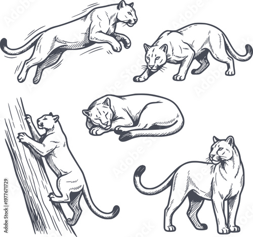 collection of hand drawn puma illustrations in various poses jumping climbing and sleeping using black fill with no white fills for graphic design