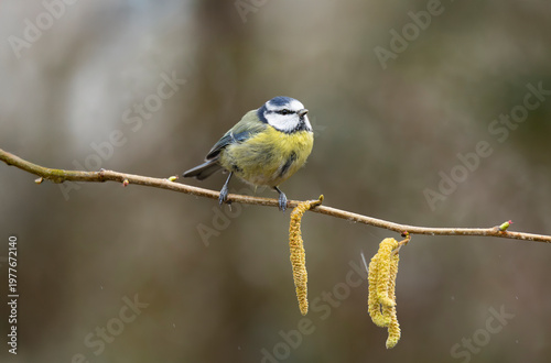 Blue Tit Cyanistes caeruleus Bird Perched On Willow Branch With Catkins In Soft Natural Background
