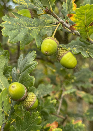 Green Acorns on Oak Branch With Lobed Leaves Close-Up Nature Macro Autumn Growth