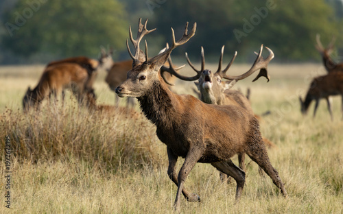 Red Deer Stag With Large Antlers Running Through Grassland Herd During Rutting Season
