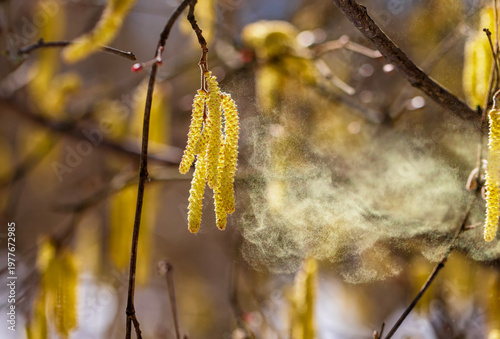 Birch tree buds spray a cloud of fine golden allergic pollen against a sunny ...