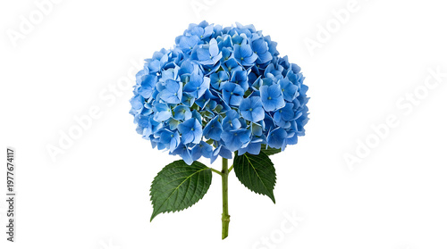 A large blue hydrangea flower on transparent background PNG