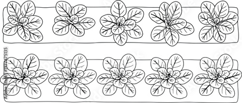 Black and white vector illustration showing rows of leafy green vegetables planted for harvest time