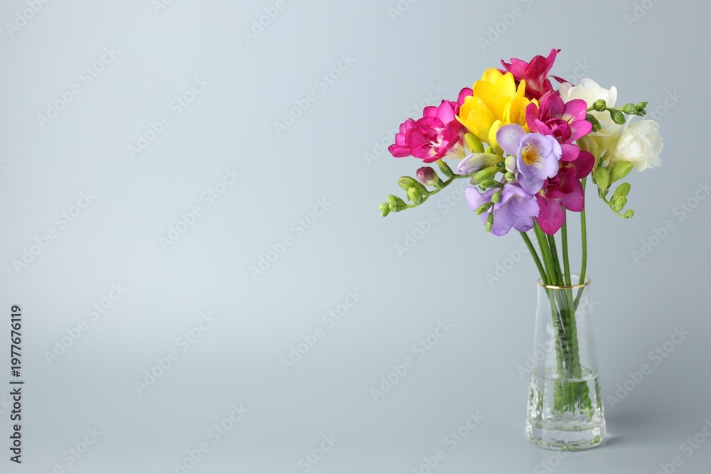 Obraz premium Vibrant freesia flowers in vase on grey background. Space for text