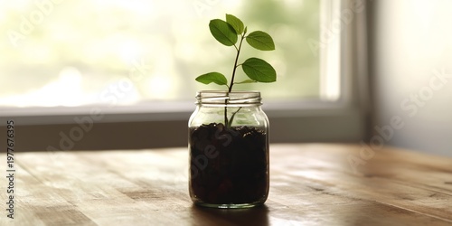 Plant in mason jar on wooden surface near window