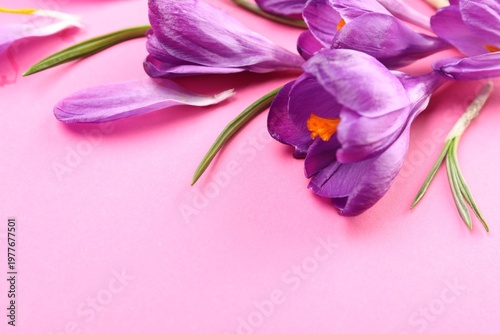 Beautiful crocus flowers on pink background, closeup. Space for text
