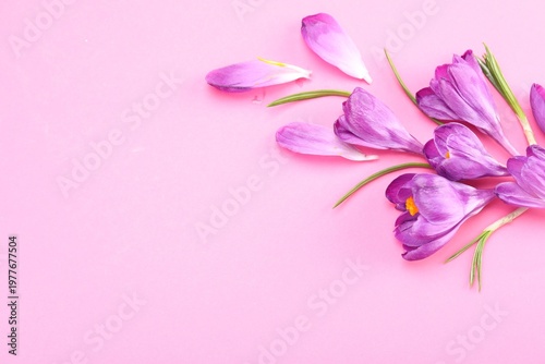 Beautiful crocus flowers on pink background, flat lay. Space for text