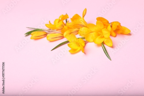 Beautiful crocus flowers on pale pink background, closeup. Space for text