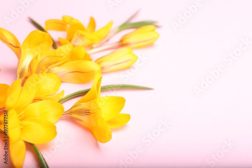 Beautiful crocus flowers on pale pink background, closeup. Space for text