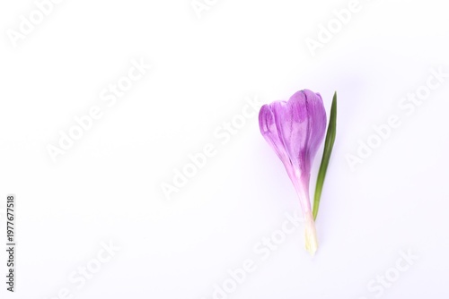 Beautiful crocus flower on white background, top view. Space for text