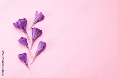 Beautiful crocus flowers on pale pink background, flat lay. Space for text
