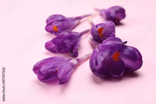 Beautiful crocus flowers on pale pink background, closeup
