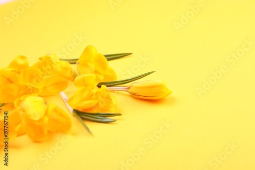 Beautiful crocus flowers on yellow background, closeup. Space for text