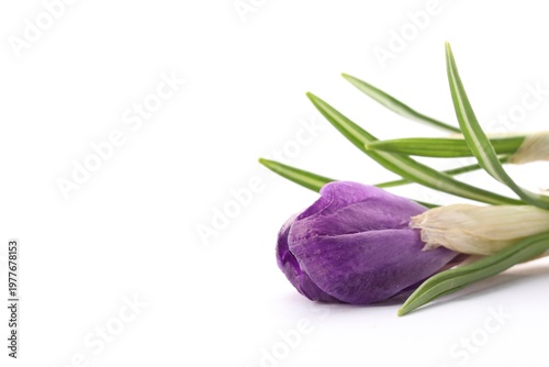 Beautiful purple crocus flower on white background, closeup. Space for text