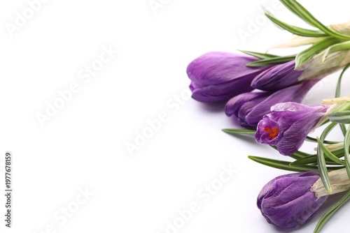 Beautiful purple crocus flower on white background, closeup. Space for text