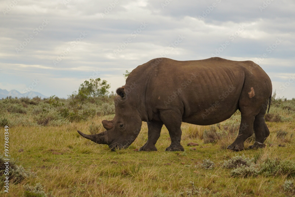 Obraz premium Southern white rhinoceros grazing in grassland, Gondwana Game Reserve