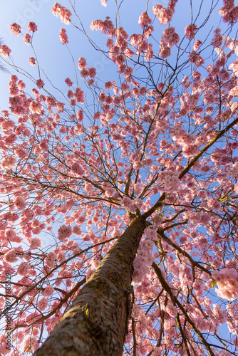 Full bloom pink color cherr...