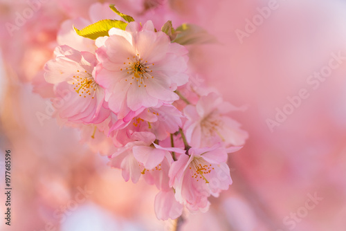 Full bloom pink color cherr...