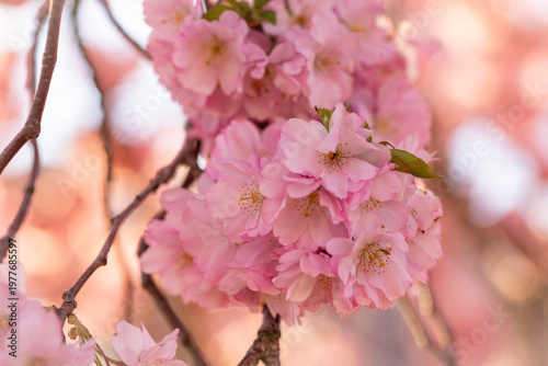 Full bloom pink color cherr...