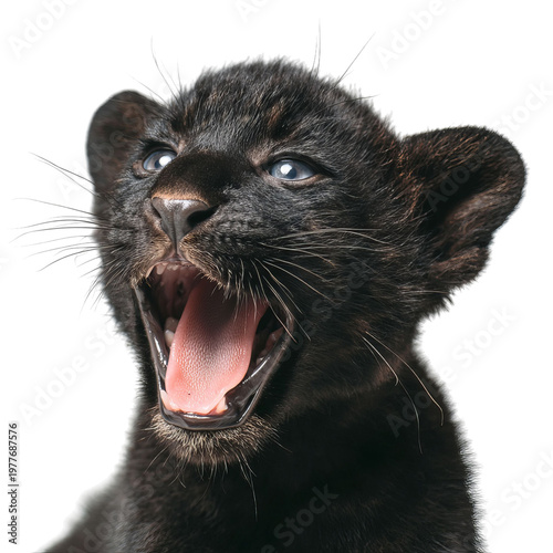 PNG of A playful black panther cub yawning, exuding youthful energy and charm.
