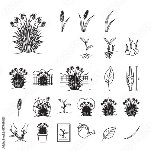 Botanical Growth Stages of Grasses and Cereals Hand Drawn Vector Illustration