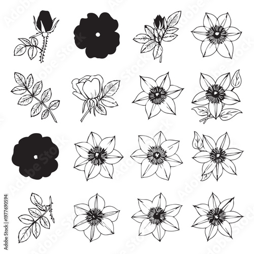 Botanical Hand Drawn Floral Elements Isolated on White Background