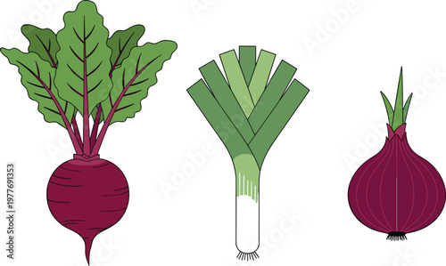Illustration of Fresh Vegetables Including Beetroot, Leek, and Onion, Ideal for Organic, Healthy Eating, and Farm Design Projects