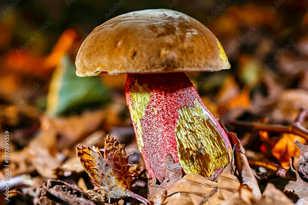Fototapeta premium Macrophotography of a Boletus Erythropus mushroom in the autumn forest. North Yorkshire