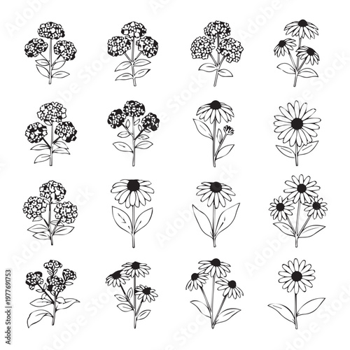 Botanical illustrations of blooming flowers and clusters on a white background