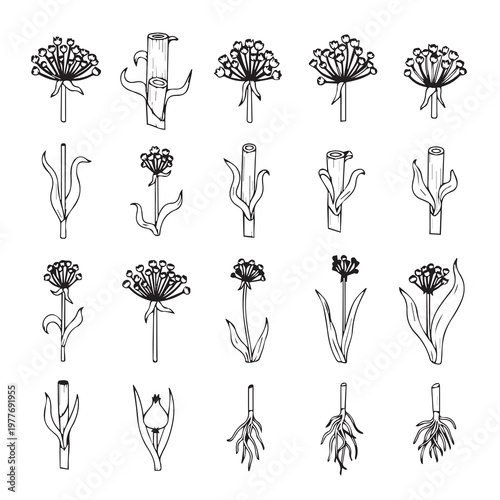 Botanical Illustrations of Plant Stems Roots and Seed Heads Hand Drawn Elements