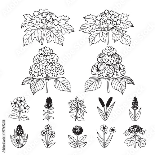 Botanical Line Drawings of Hydrangeas and Wildflowers in a Vector Style