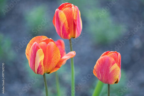 Flaming tulips close up photo made in the Netherlands