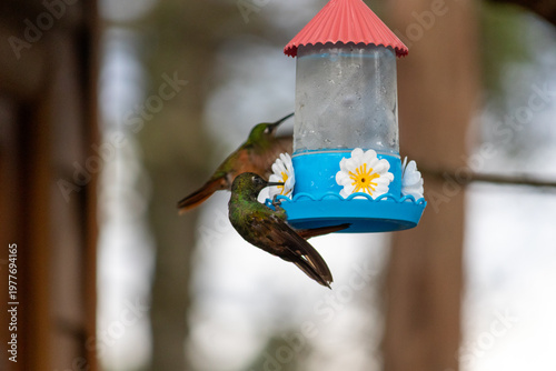 Hummingbird in Natural Environment – Beauty, Motion and Delicacy of Wildlife	