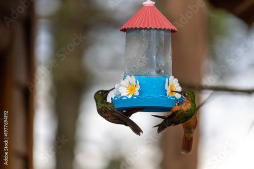 Hummingbird in Natural Environment – Beauty, Motion and Delicacy of Wildlife	