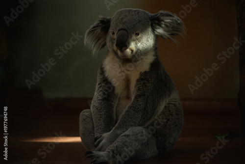 Photography Peaceful koala sitting on the ground in soft warm light, calm wildlife scene with natural shadows and cozy atmosphere