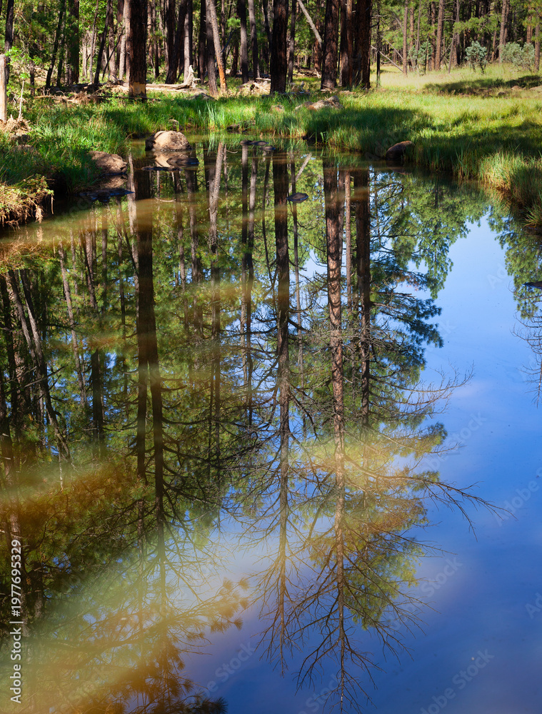 Obraz premium Calm Pond with Reflections