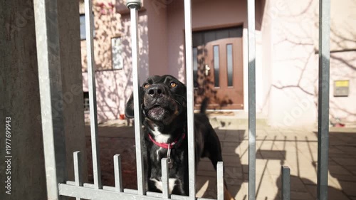 Intense slow motion of a black dog barking behind a metal gate. It guards a sunny yard with a red collar, mouth opening wide to reveal its voice. Protective and alert behavior captured.