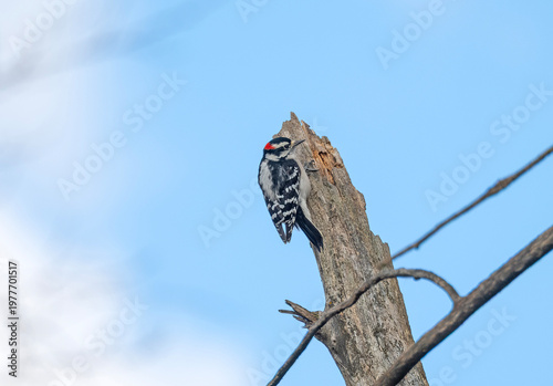Male Downy Woodpecker on a Dead Tree