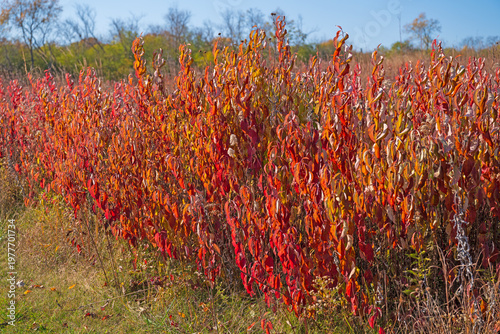 Colorful Prairie Plants in Autumn Colors