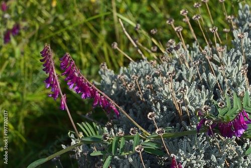 Hairy vetch, or Vicia villosa wildflowers, at springtime