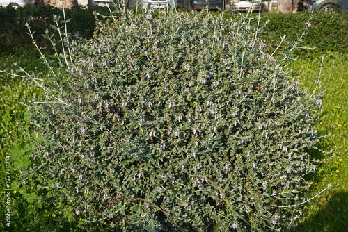 Shrubby germander, or Teucrium fruticans plant in Glyfada, Greece