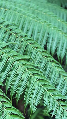 detailed close view of layered tropical fern fronds with intricate leaflets in lush green rainforest setting