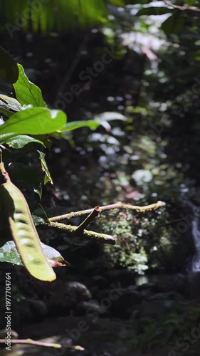 small tropical rainforest waterfall cascading over moss covered rocks into shaded jungle stream pool