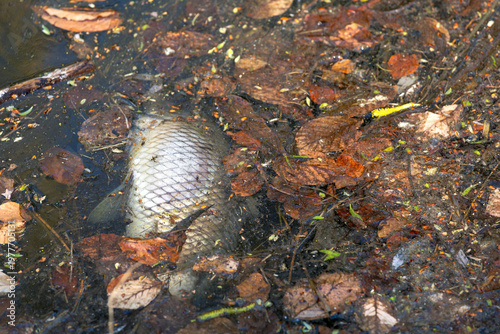 Dead fish in a pond. Poaching. Ecology.